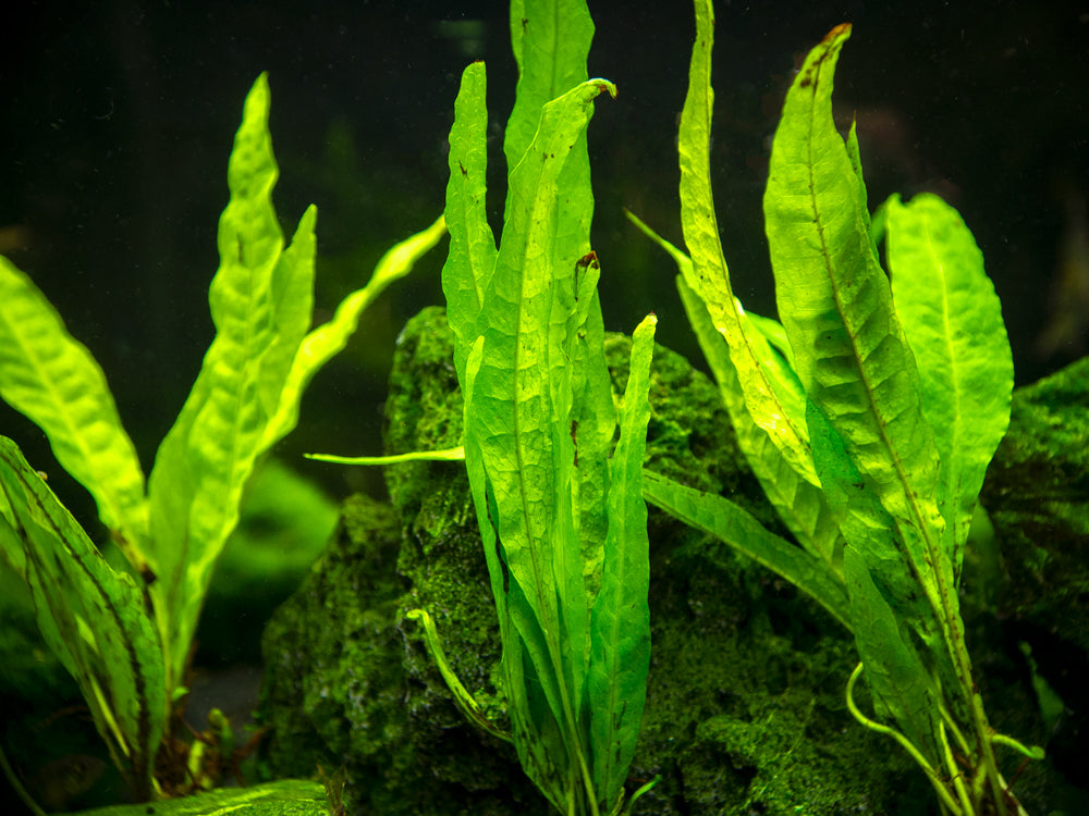 Narrow Leaf Java Fern (Microsorum pteropus), bare root - Aquatic Arts