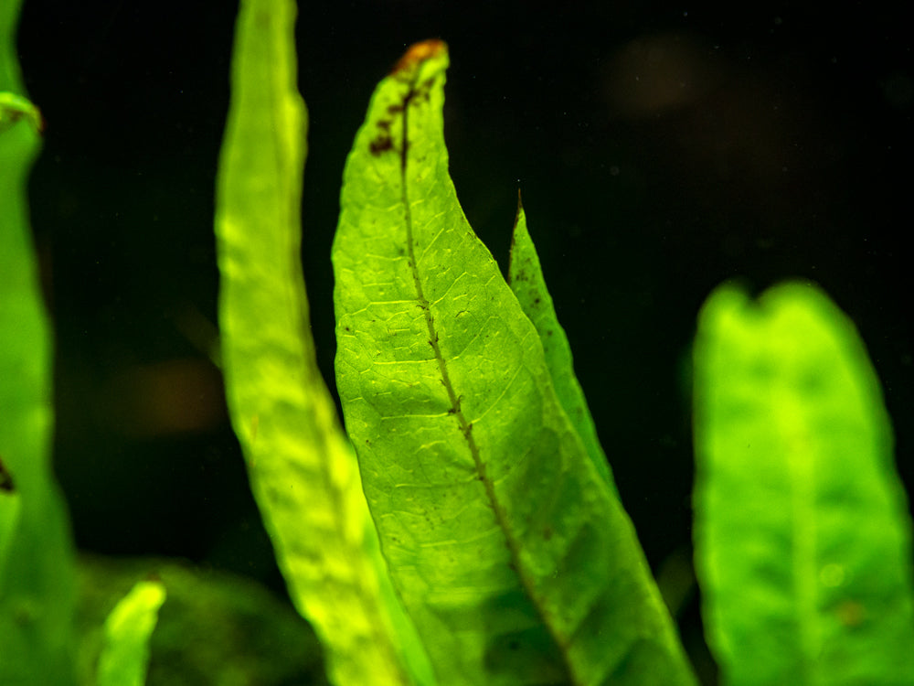 Java Leaf Narrow Leaf Java Fern (Microsorum pteropus), bare root - Aquatic Arts