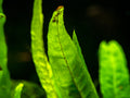 Narrow Leaf Java Fern (Microsorum pteropus), bare root - Aquatic Arts