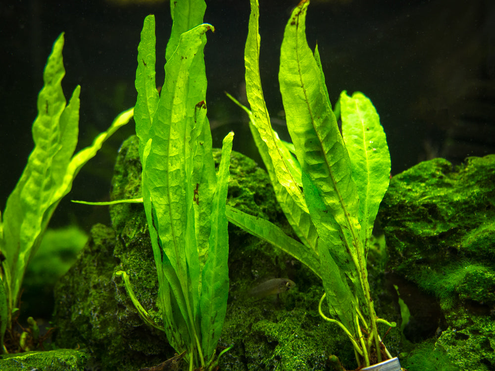 Narrow Leaf Java Fern (Microsorum pteropus “Narrow”) bare root clump