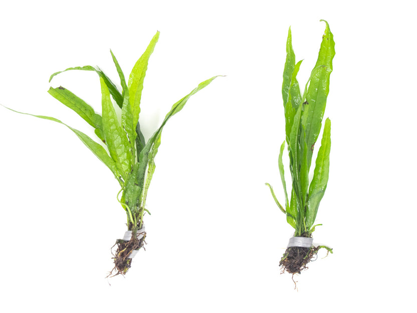 Narrow Leaf Java Fern (Microsorum pteropus), bare root - Aquatic Arts