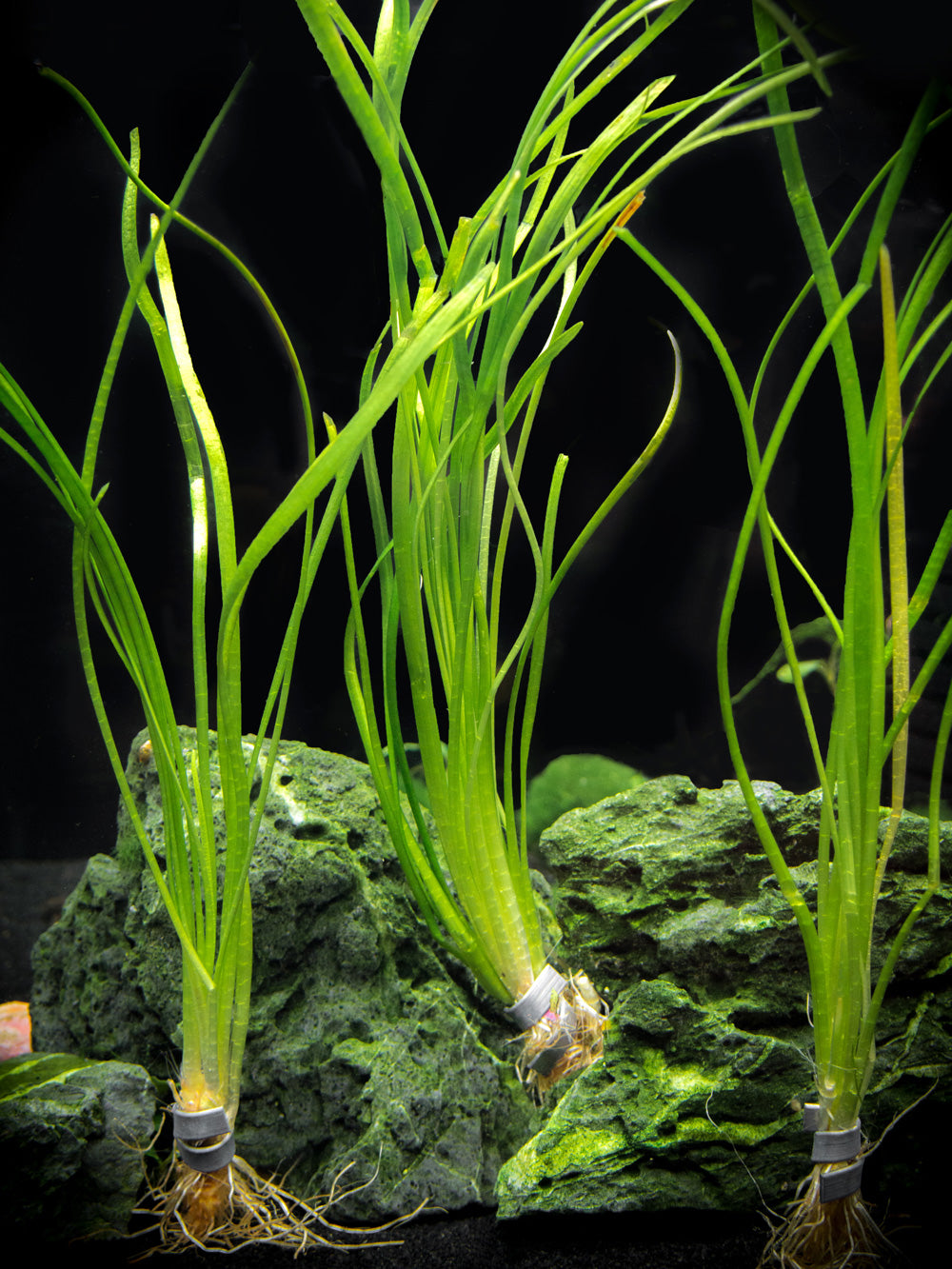 Narrowleaf Sagittaria (Sagittaria subulata), Bunch w/Lead