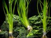 Narrowleaf Sagittaria (Sagittaria subulata), Bunch w/Lead