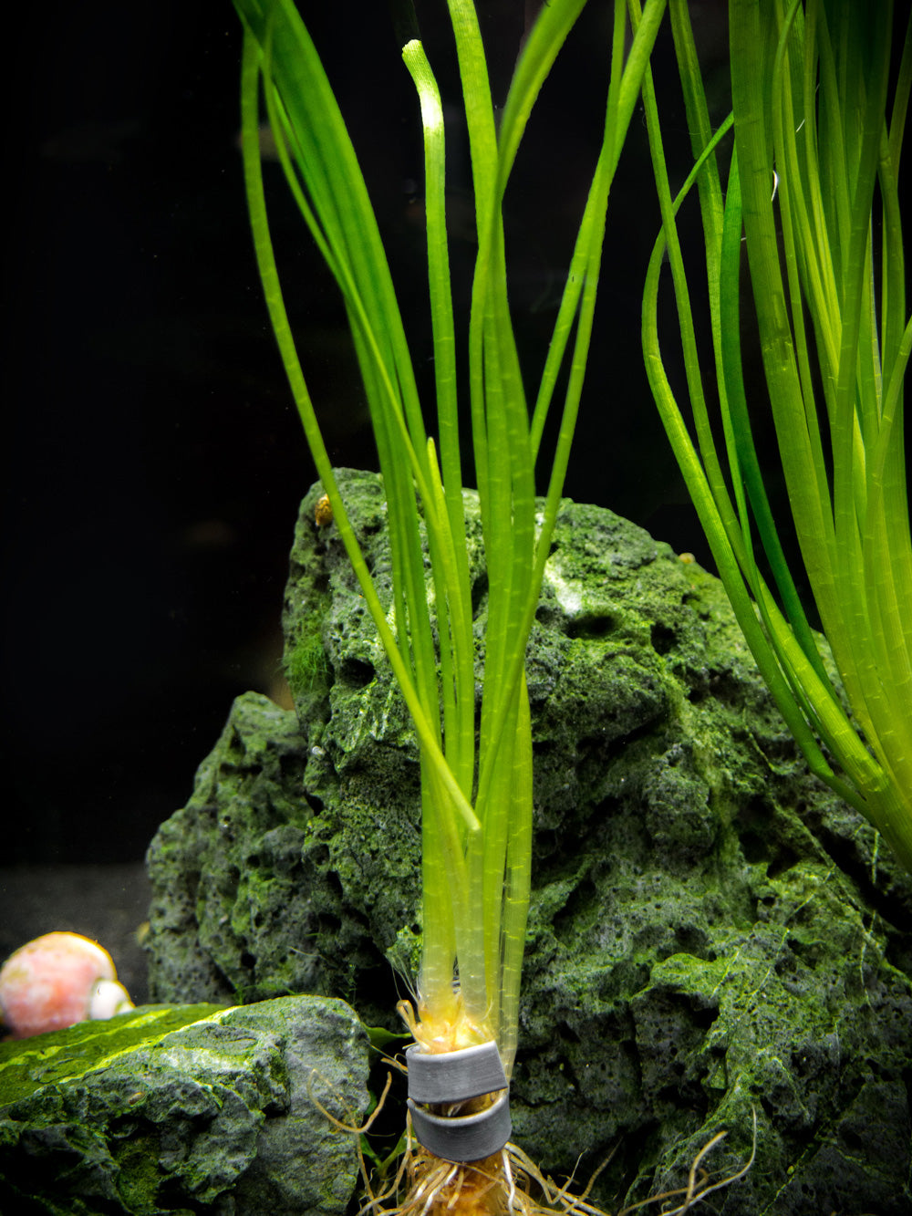 Narrowleaf Sagittaria (Sagittaria subulata), Bunch w/Lead