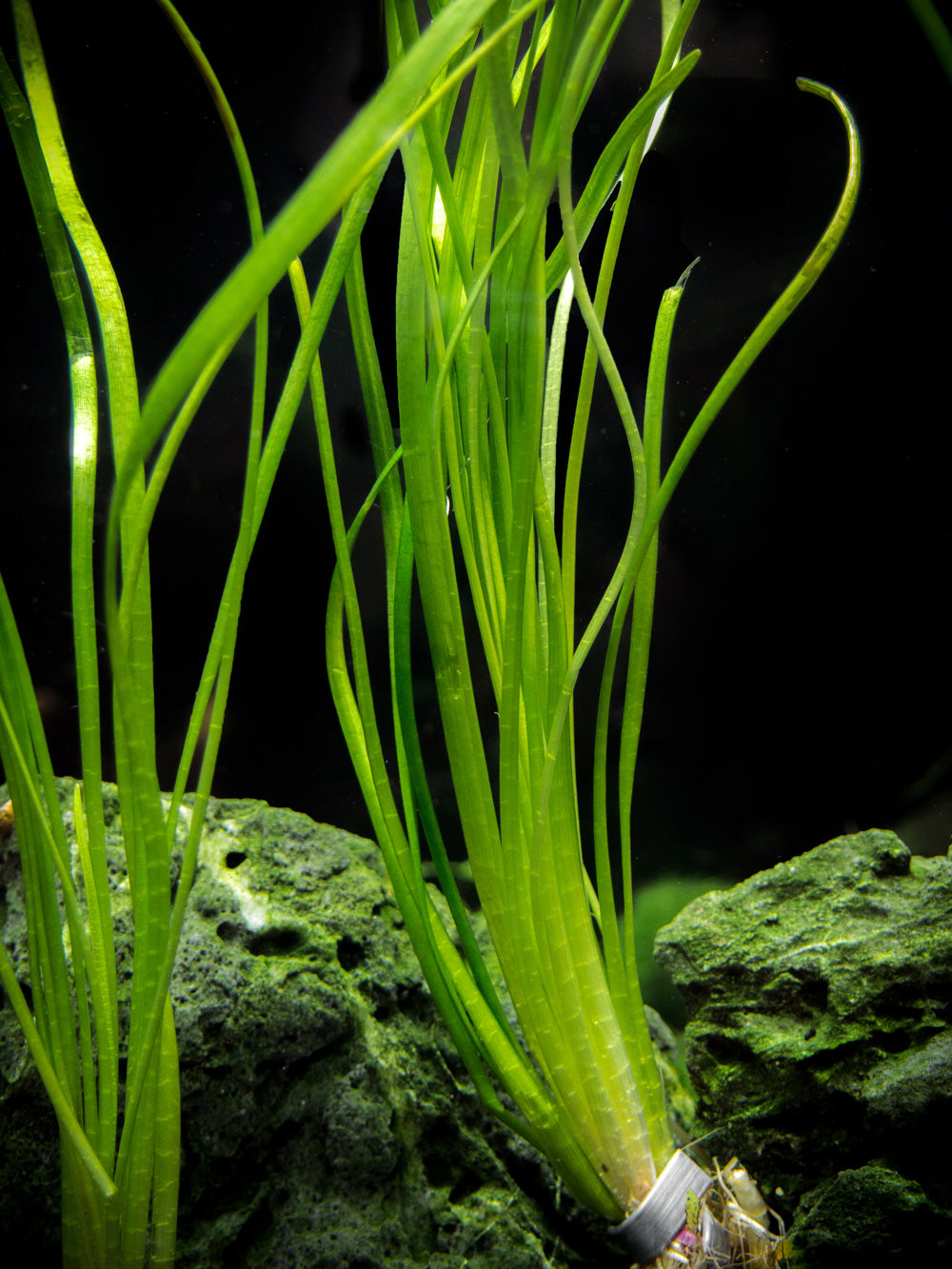 Narrowleaf Sagittaria (Sagittaria subulata), Bunch w/Lead