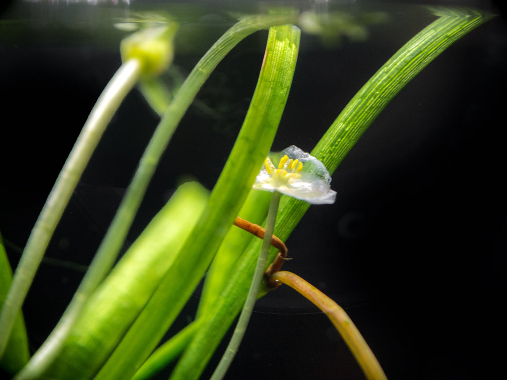 Narrowleaf Sagittaria (Sagittaria subulata), Bunch w/Lead