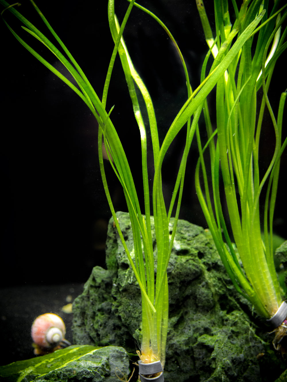 Narrowleaf Sagittaria (Sagittaria subulata), Bunch w/Lead