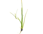 Narrowleaf Vallisneria (Vallisneria nana), Bunch w/Lead