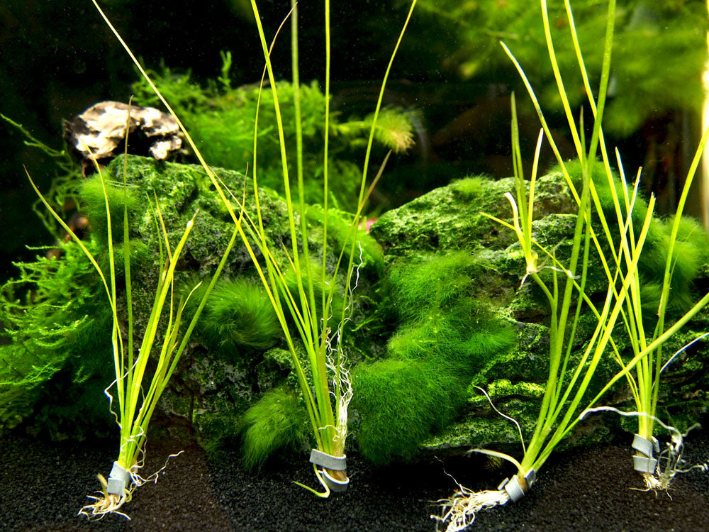 Narrowleaf Vallisneria (Vallisneria nana), Bunch w/Lead