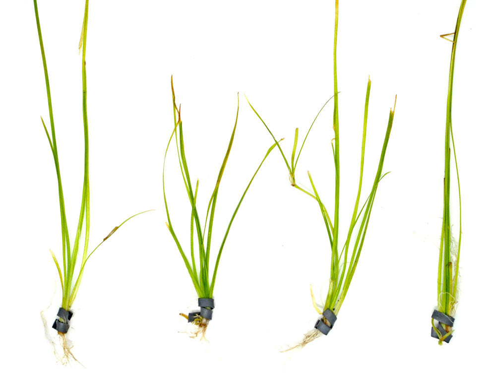 Narrowleaf Vallisneria (Vallisneria nana), Bunch w/Lead