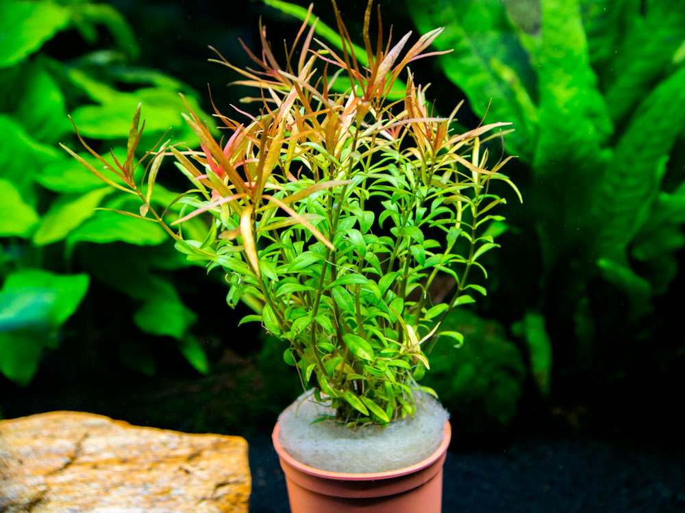 Needle Leaf Ludwigia (Ludwigia arcuata), Bunched