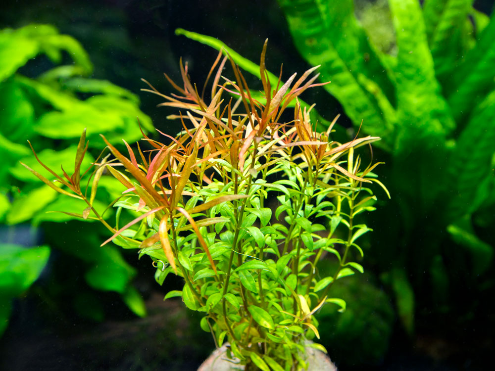 Needle Leaf Ludwigia (Ludwigia arcuata), Bunched