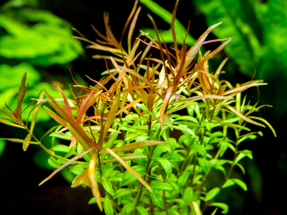 Needle Leaf Ludwigia (Ludwigia arcuata) Tissue Culture