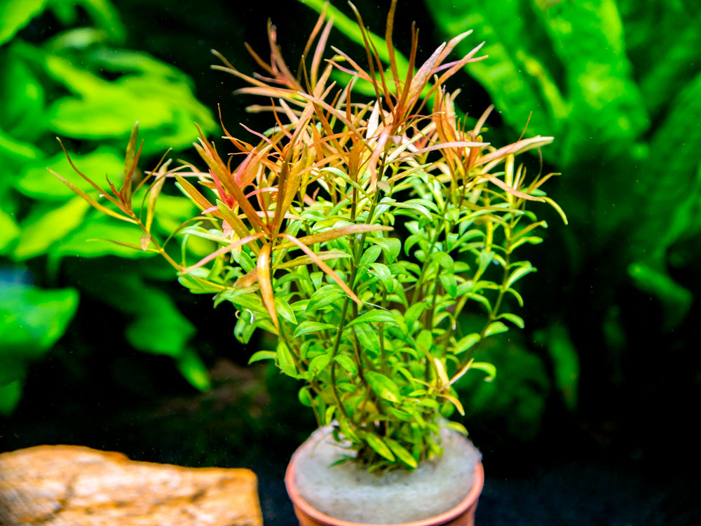 Needle Leaf Ludwigia (Ludwigia arcuata), Bunched