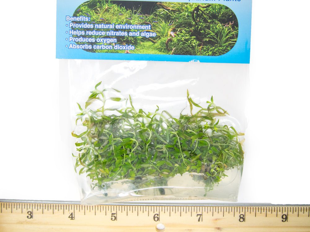 Needle Leaf Ludwigia (Ludwigia arcuata) Tissue Culture