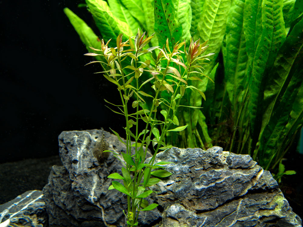 Needle Leaf Ludwigia (Ludwigia arcuata), Bunched