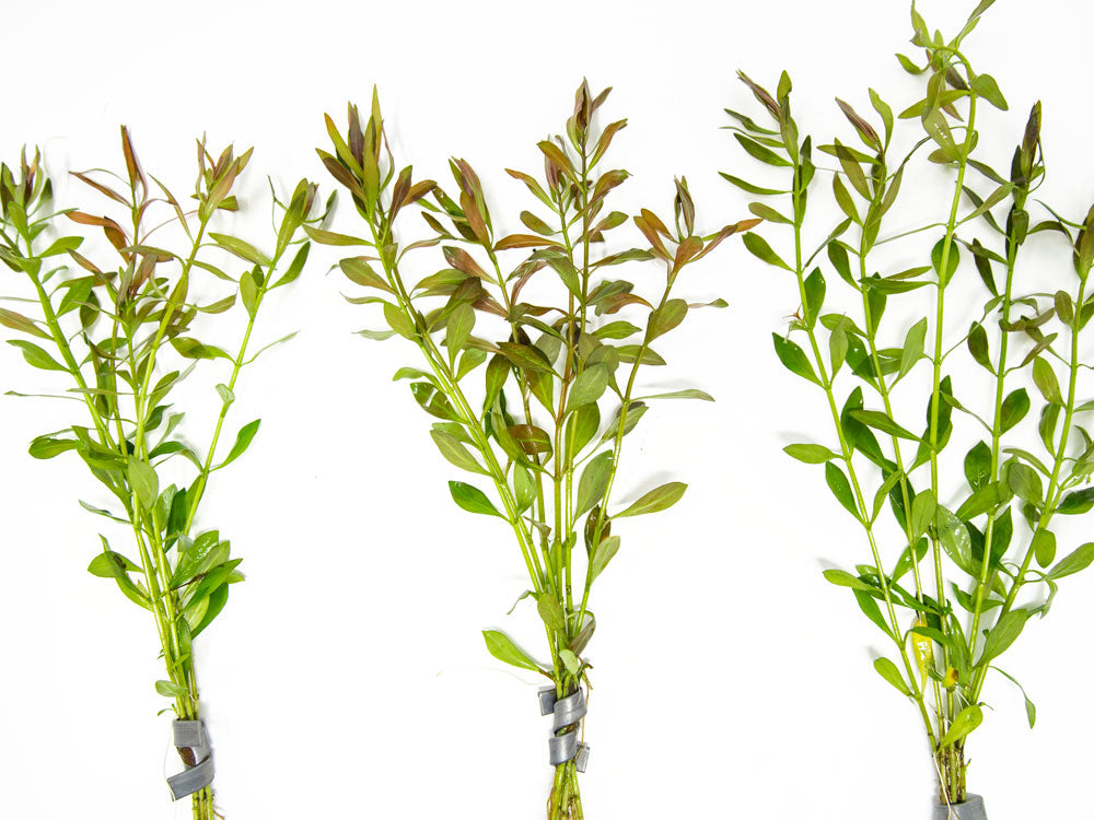 Needle Leaf Ludwigia (Ludwigia arcuata), Bunched