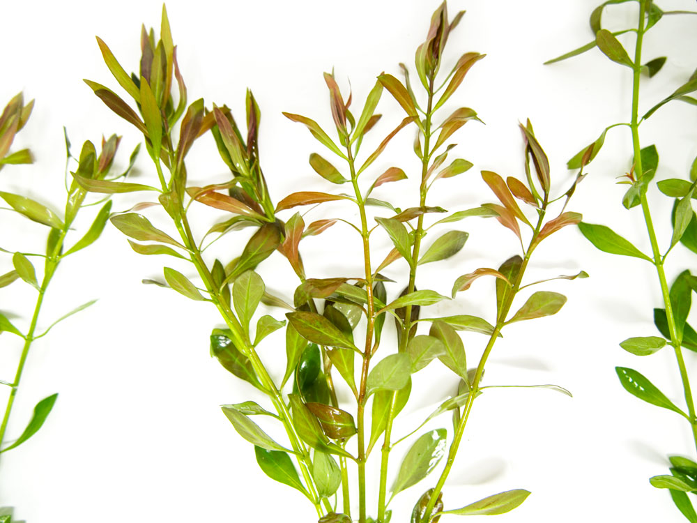 Needle Leaf Ludwigia (Ludwigia arcuata), Bunched