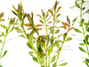 Needle Leaf Ludwigia (Ludwigia arcuata), Bunched