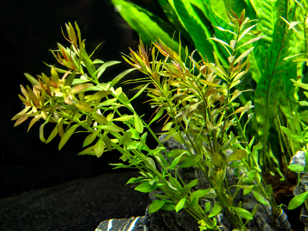 Needle Leaf Ludwigia (Ludwigia arcuata), Bunched