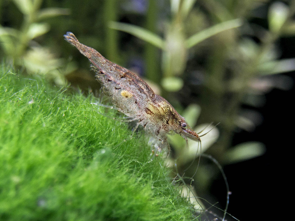 Wild Form Neocaridina Shrimp (Neocaridina davidi), Tank-Bred!