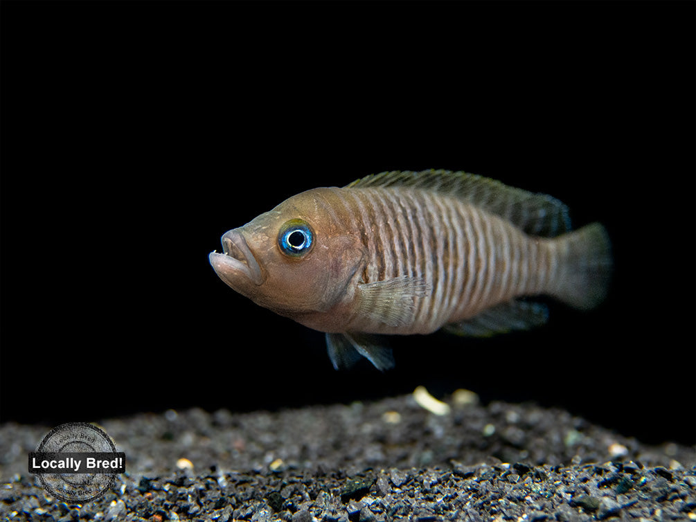 Multi Cichlid (Neolamprologus multifasciatus), Locally Bred!