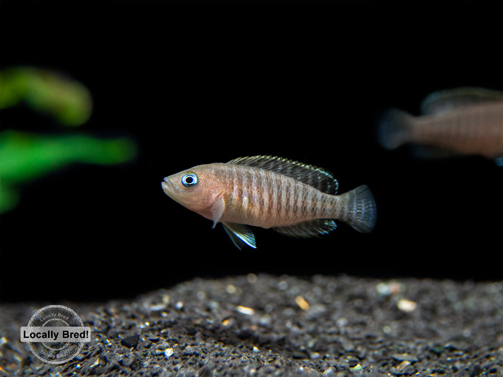 Multi Cichlid (Neolamprologus multifasciatus), Locally Bred!