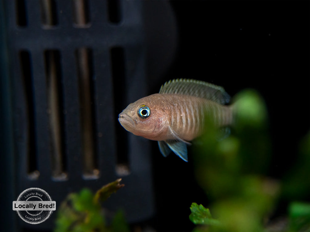 Multi Cichlid (Neolamprologus multifasciatus), Locally Bred!