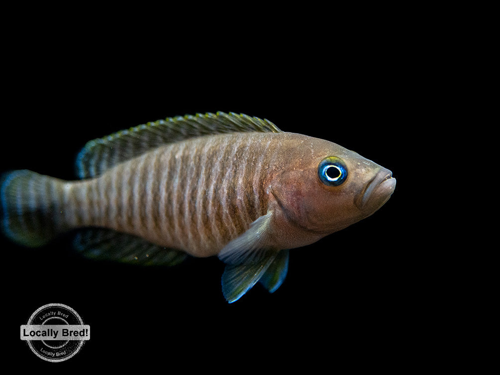 Multi Cichlid (Neolamprologus multifasciatus), Locally Bred!