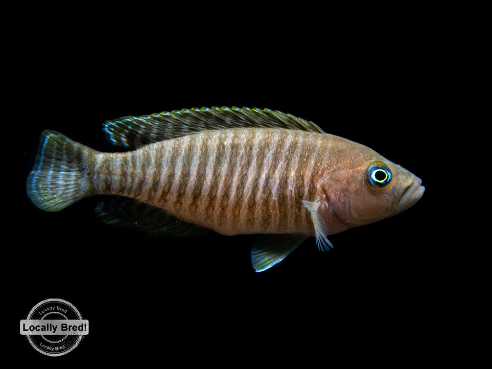 Multi Cichlid (Neolamprologus multifasciatus), Locally Bred!