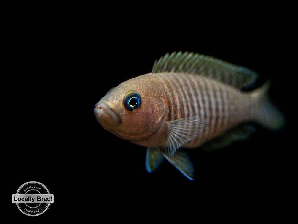 Multi Cichlid (Neolamprologus multifasciatus), Locally Bred!