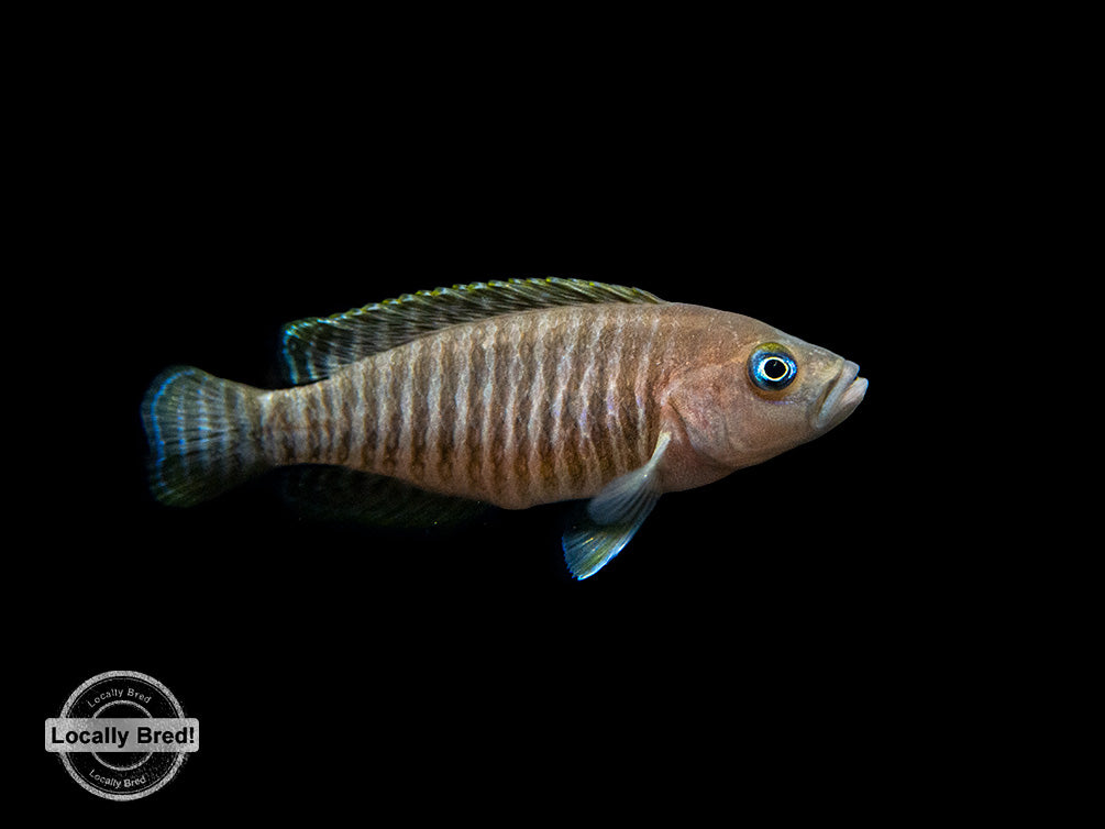 Multi Cichlid (Neolamprologus multifasciatus), Locally Bred!