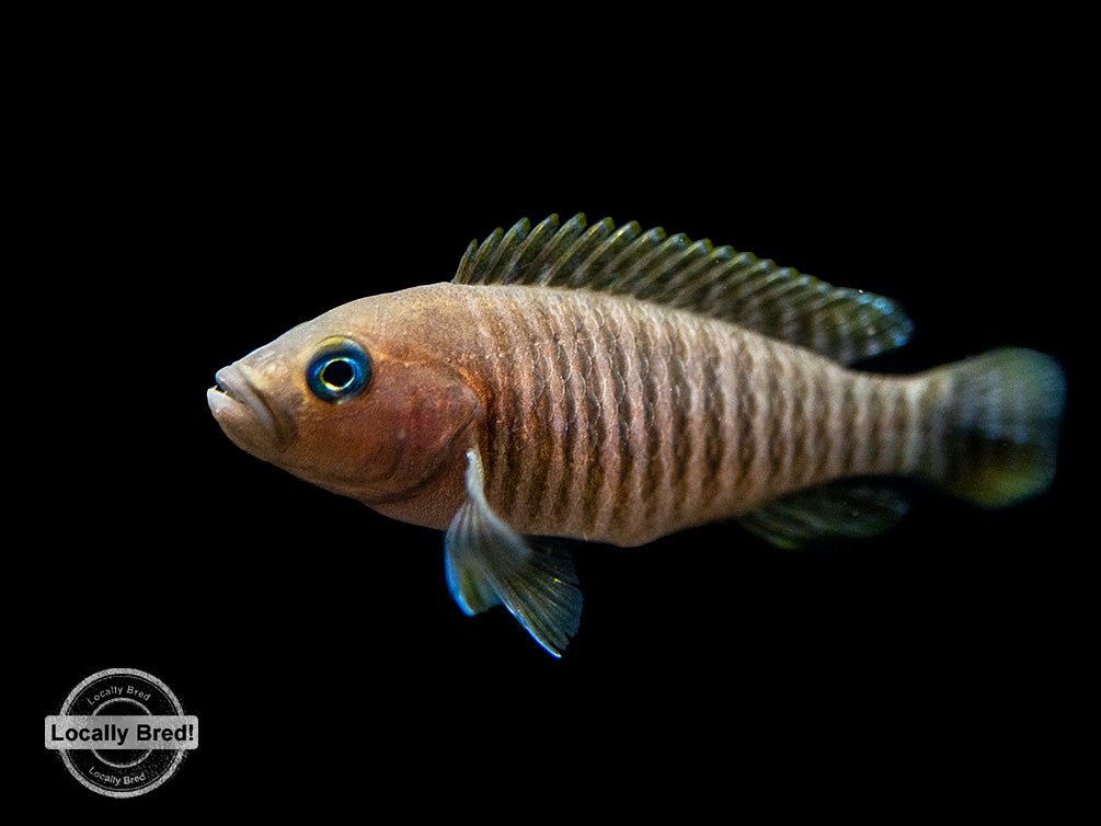 Multi Cichlid (Neolamprologus multifasciatus), Locally Bred!