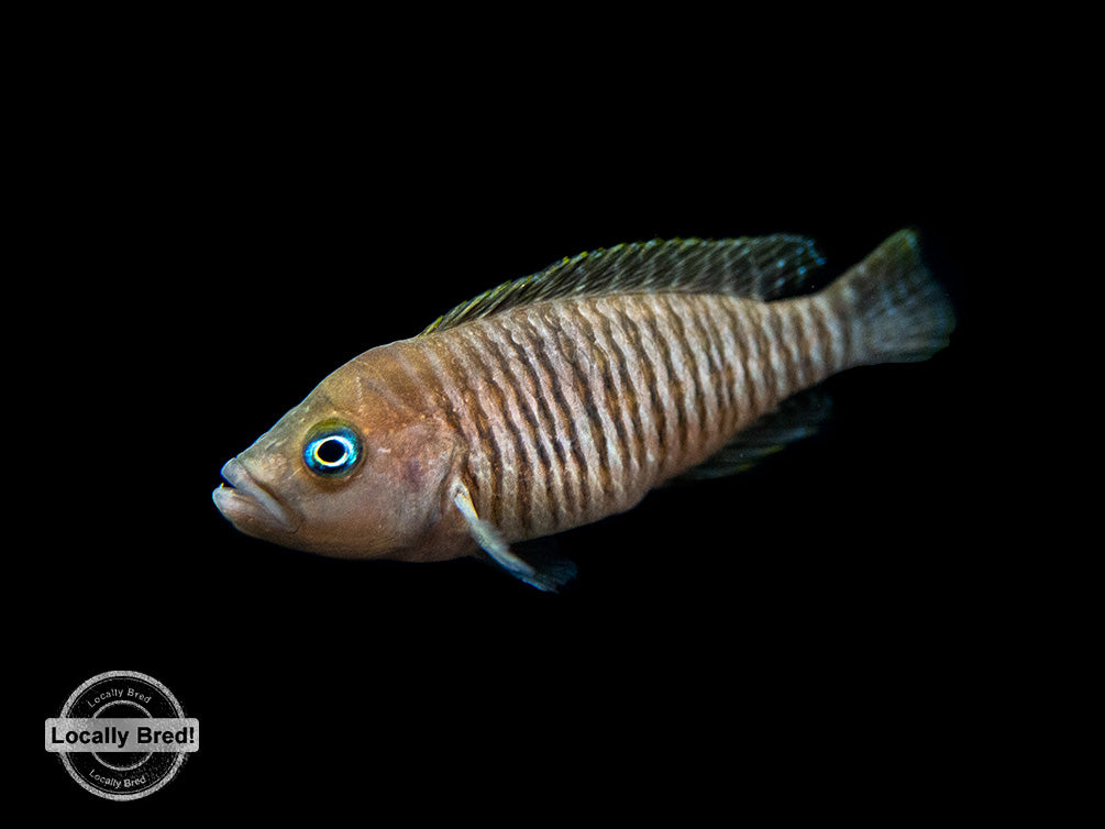 Multi Cichlid (Neolamprologus multifasciatus), Locally Bred!