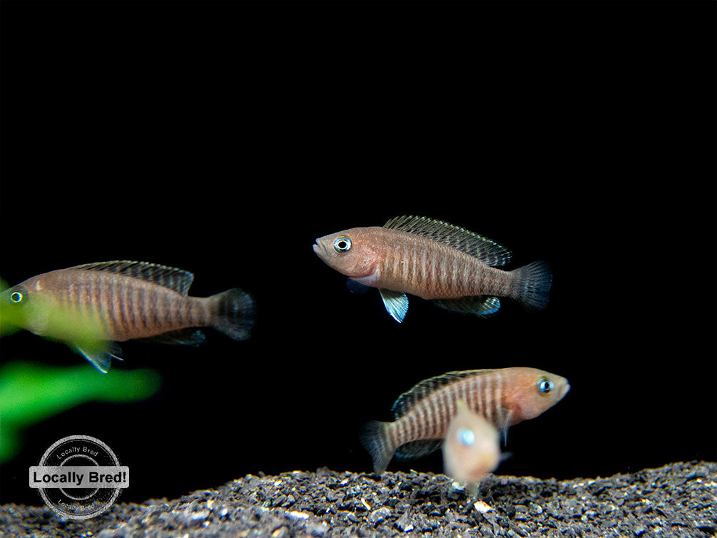 Multi Cichlid (Neolamprologus multifasciatus), Locally Bred!