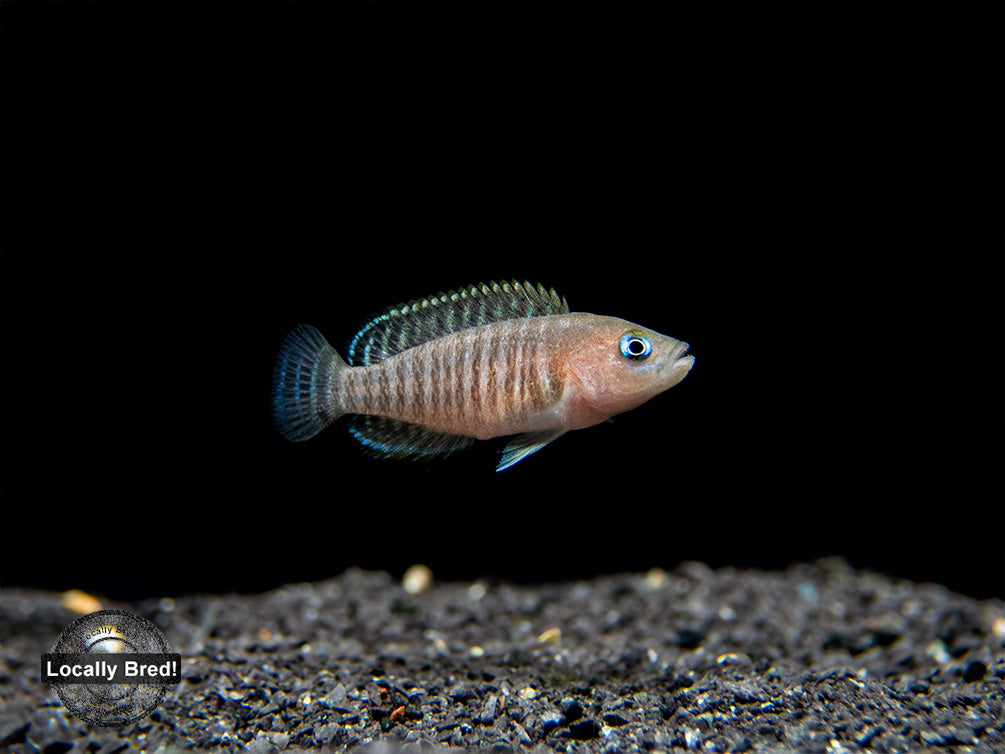 Multi Cichlid (Neolamprologus multifasciatus), Locally Bred!