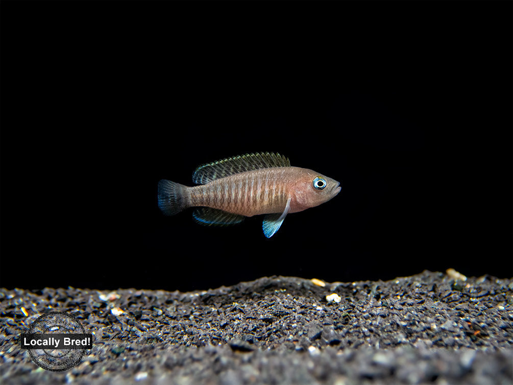 Multi Cichlid (Neolamprologus multifasciatus), Locally Bred!