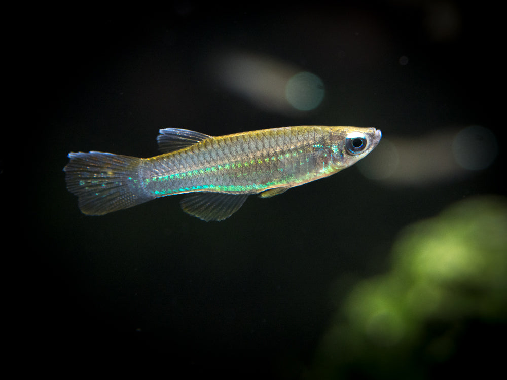 Neon Stripe Lampeye Killifish (Aplocheilichthys macrophthalmus), TANK-BRED!