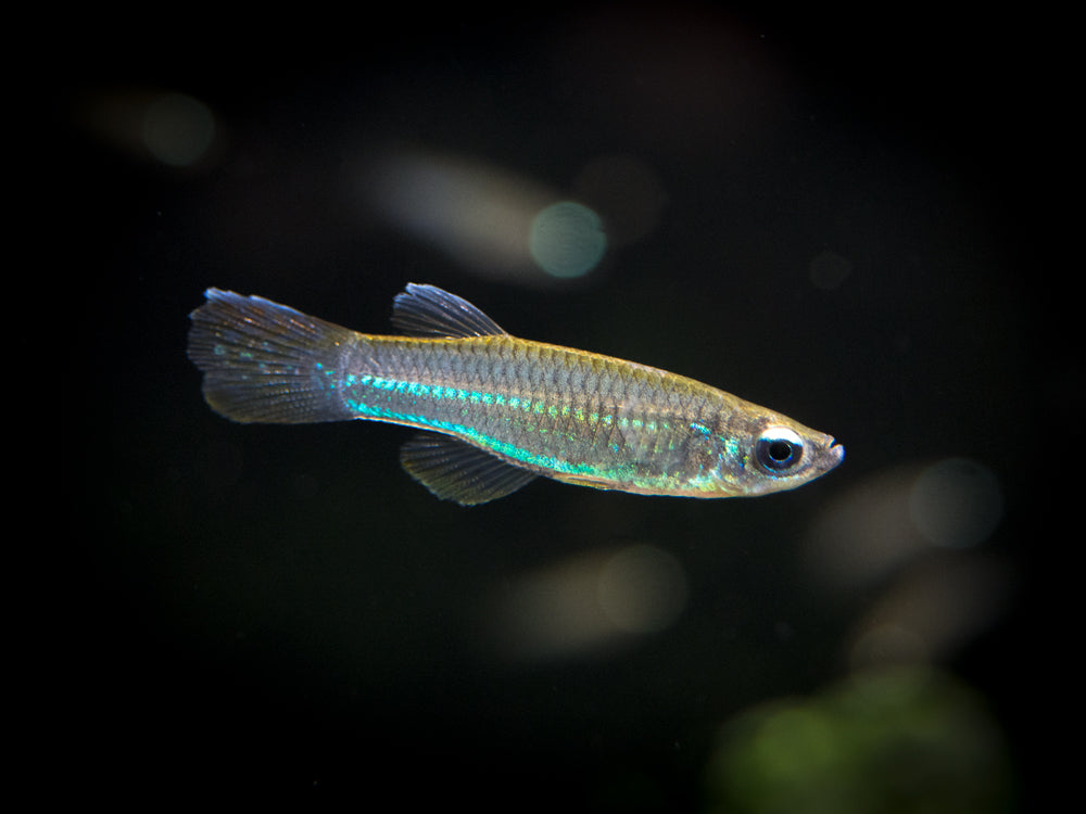 Neon Stripe Lampeye Killifish (Aplocheilichthys macrophthalmus), TANK-BRED!