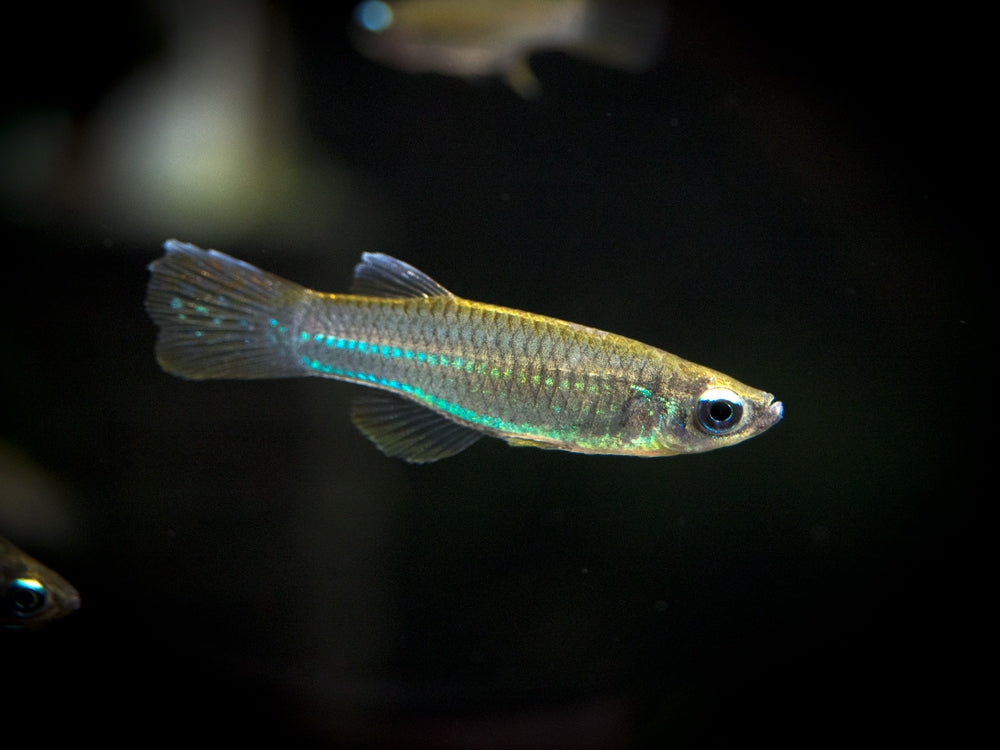 Neon Stripe Lampeye Killifish (Aplocheilichthys macrophthalmus), TANK-BRED!