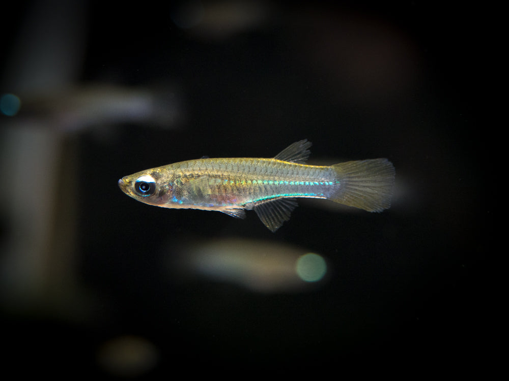 Neon Stripe Lampeye Killifish (Aplocheilichthys macrophthalmus), TANK-BRED!