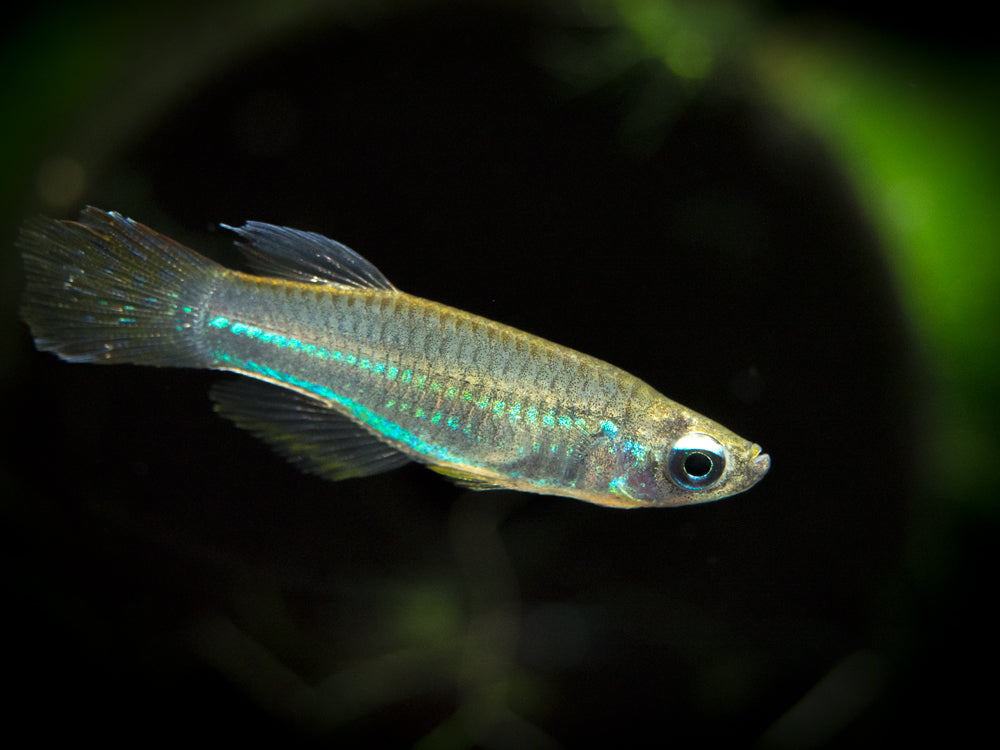 Neon Stripe Lampeye Killifish (Aplocheilichthys macrophthalmus), TANK-BRED!