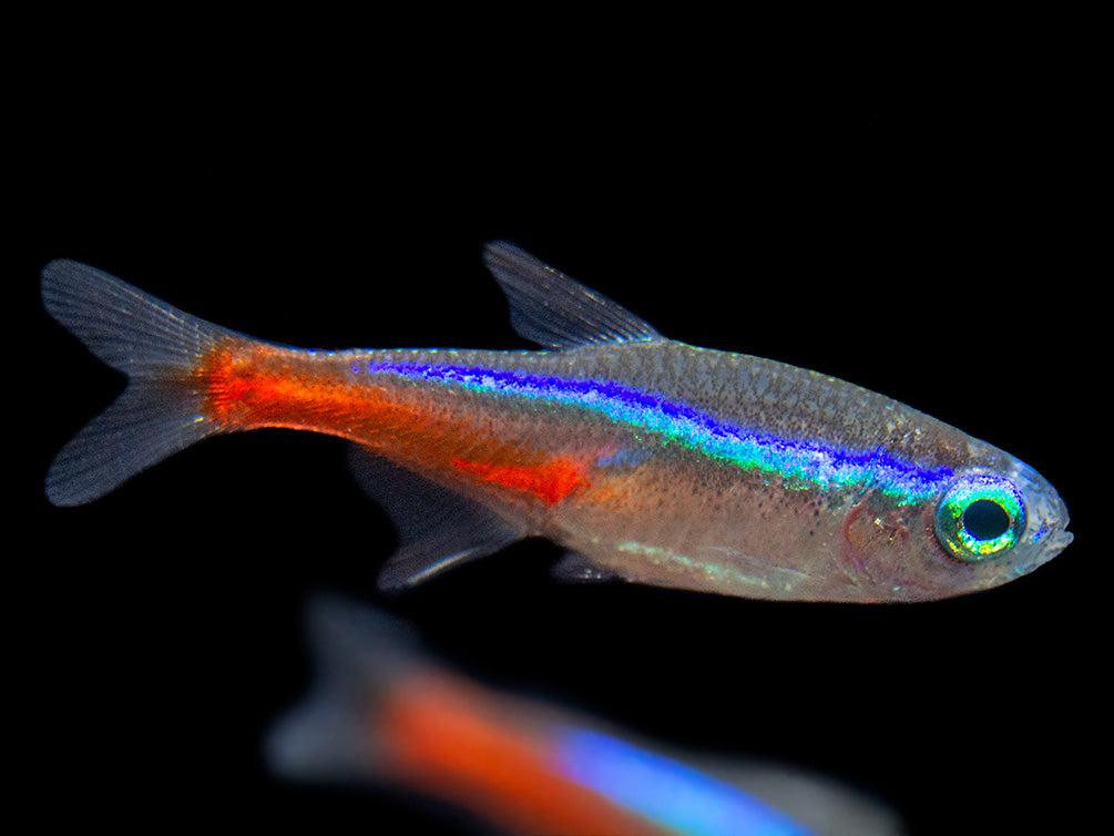 Close-up of a Neon Tetra (Paracheirodon innesi) highlighting the species' metallic blue stripe, vibrant red body, and streamlined shape for freshwater aquariums.