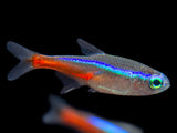 neon tetra nano aquarium fish 