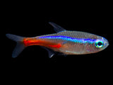 neon tetra for freshwater aquarium 