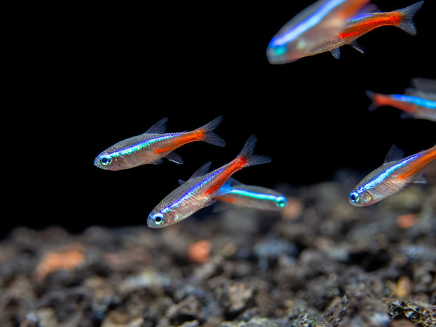 neon tetra schooling fish for aquarium 