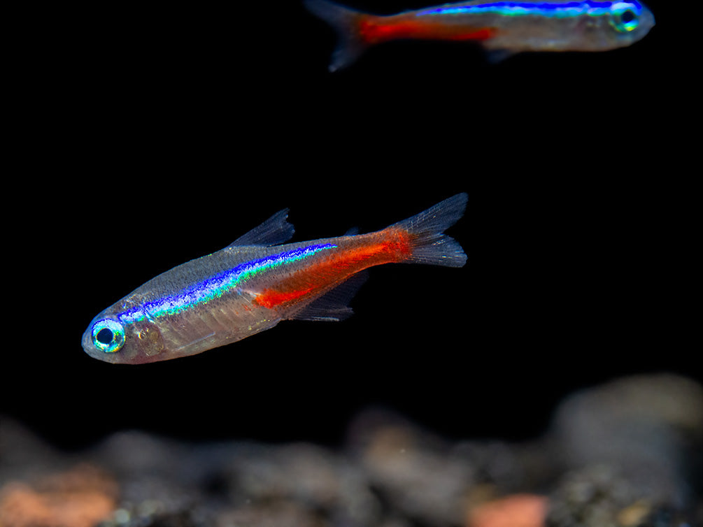 neon tetras for sale by aquatic arts 