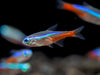 freshwater neon tetras for fish tank 