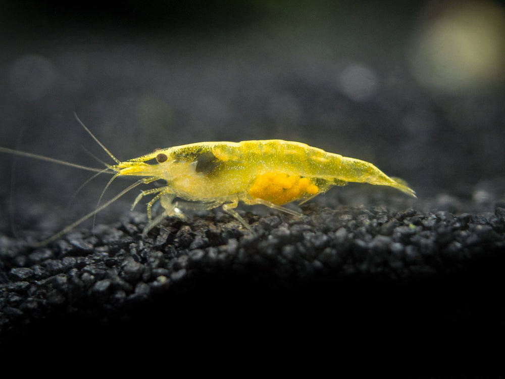 Red and Yellow Dwarf Shrimp Combo Pack, Tank-Bred!