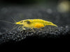 Neon Yellow Shrimp Breeder Combo Box